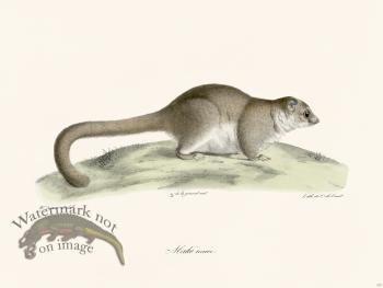 Cuvier 377 Dwarf Maki